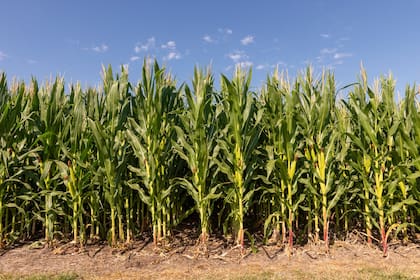 El maíz de baja estatura mide un 30% menos que la planta habitual