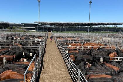 Las ventas se concretaron con demanda animada, los operadores de compra ejercieron competencia por todas las categorías y clasificaciones expuestas